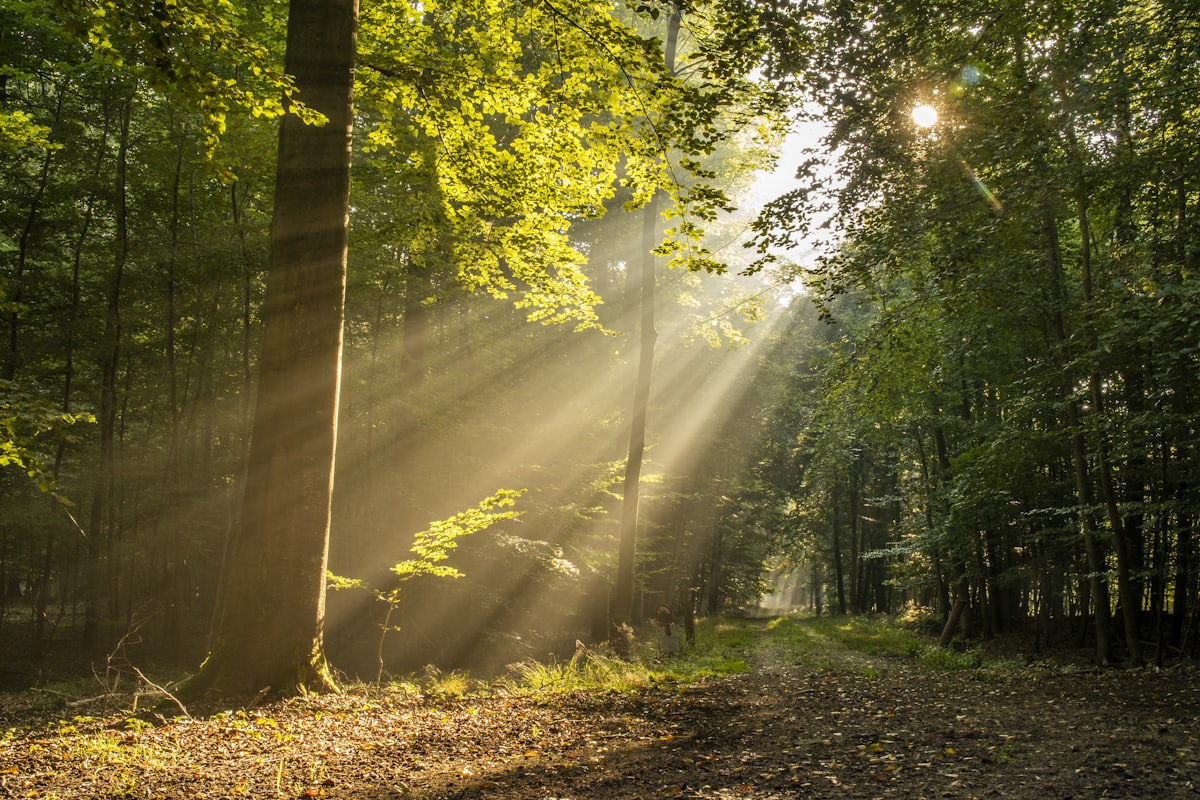 Waldweg mit natürlichem Licht